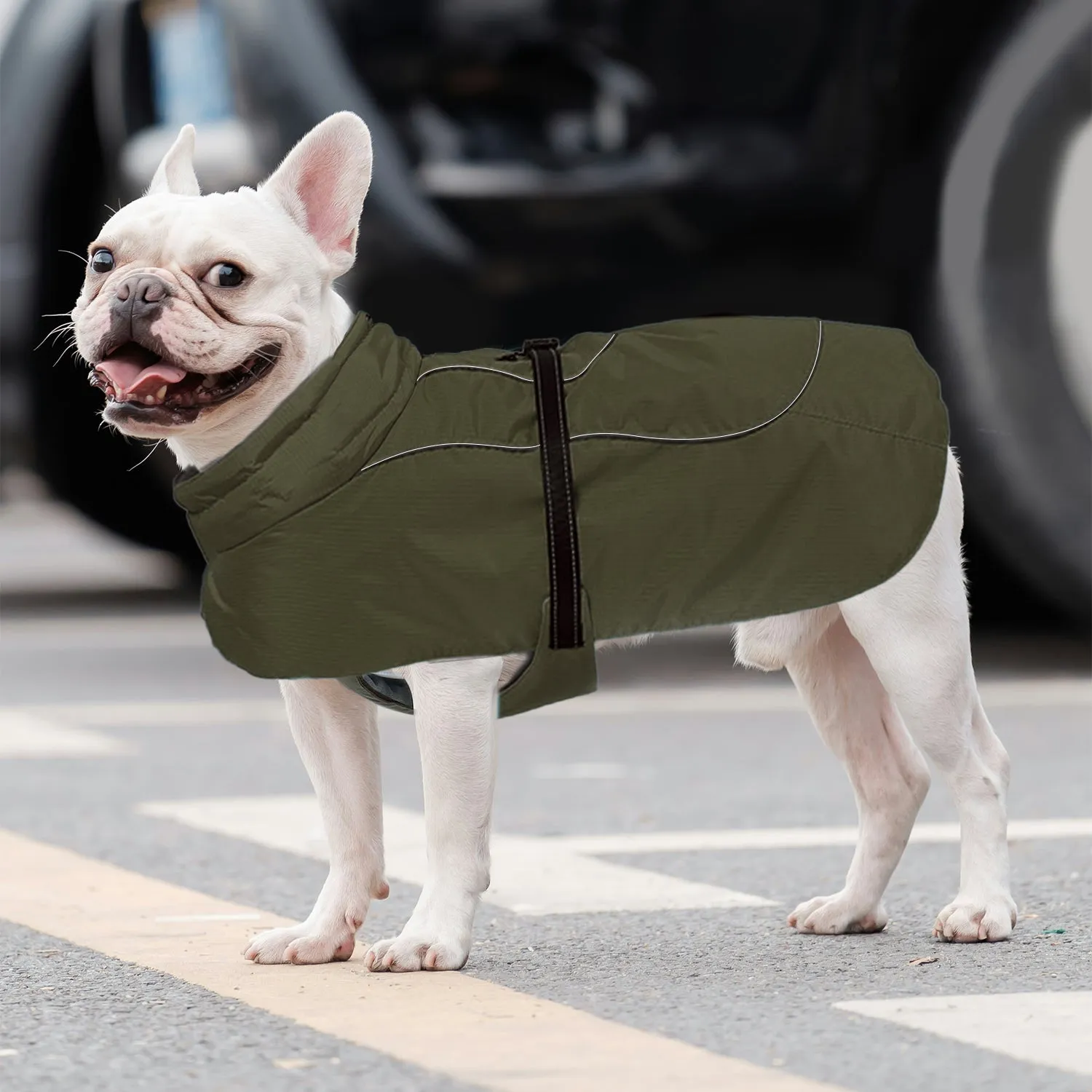 Frenchie Belly-Fitting Cotton Jacket Cozy and Comfortable