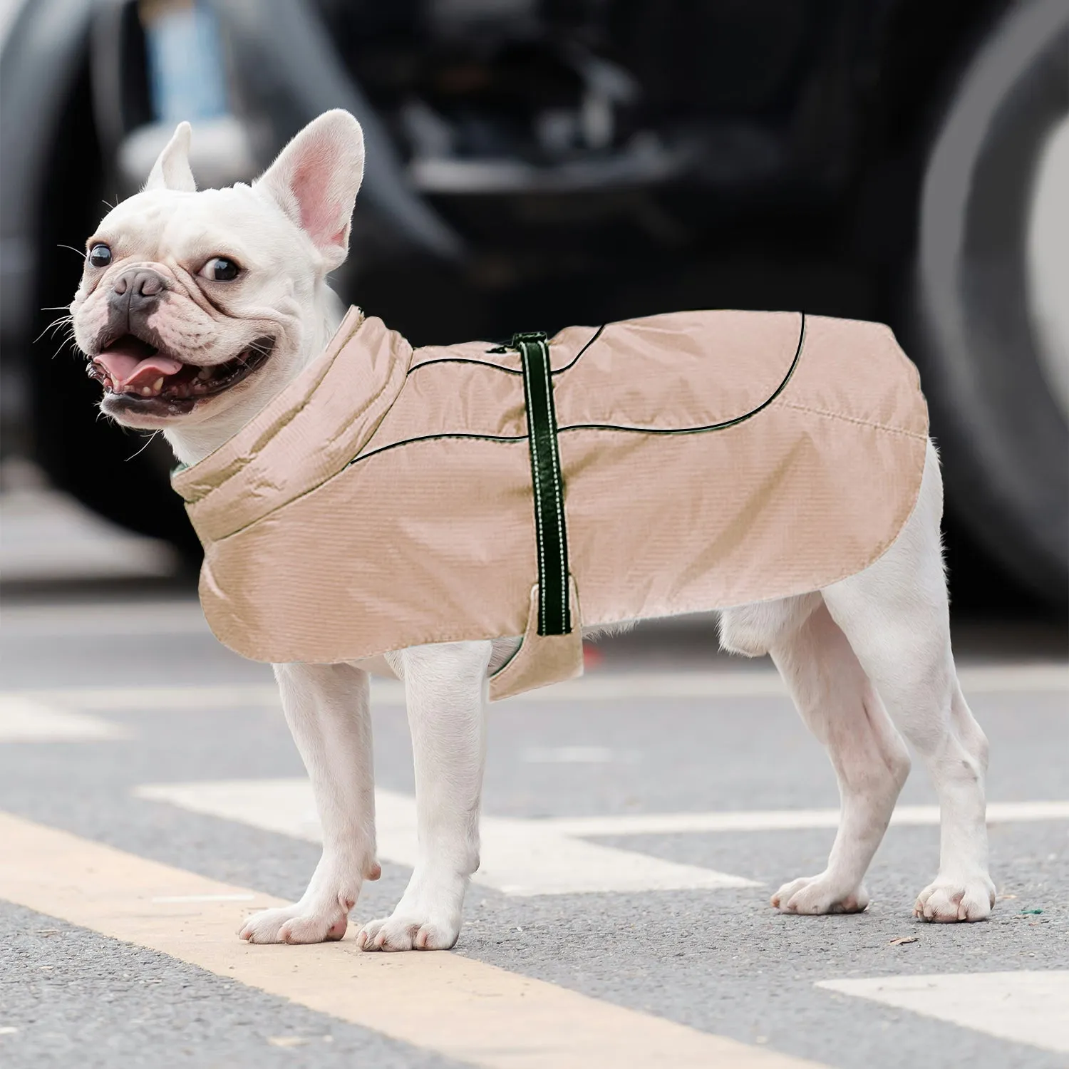 Frenchie Belly-Fitting Cotton Jacket Cozy and Comfortable