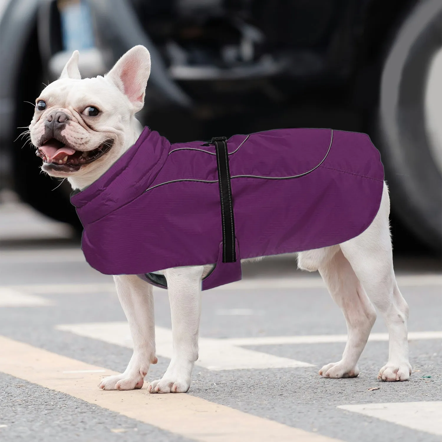 Frenchie Belly-Fitting Cotton Jacket Cozy and Comfortable