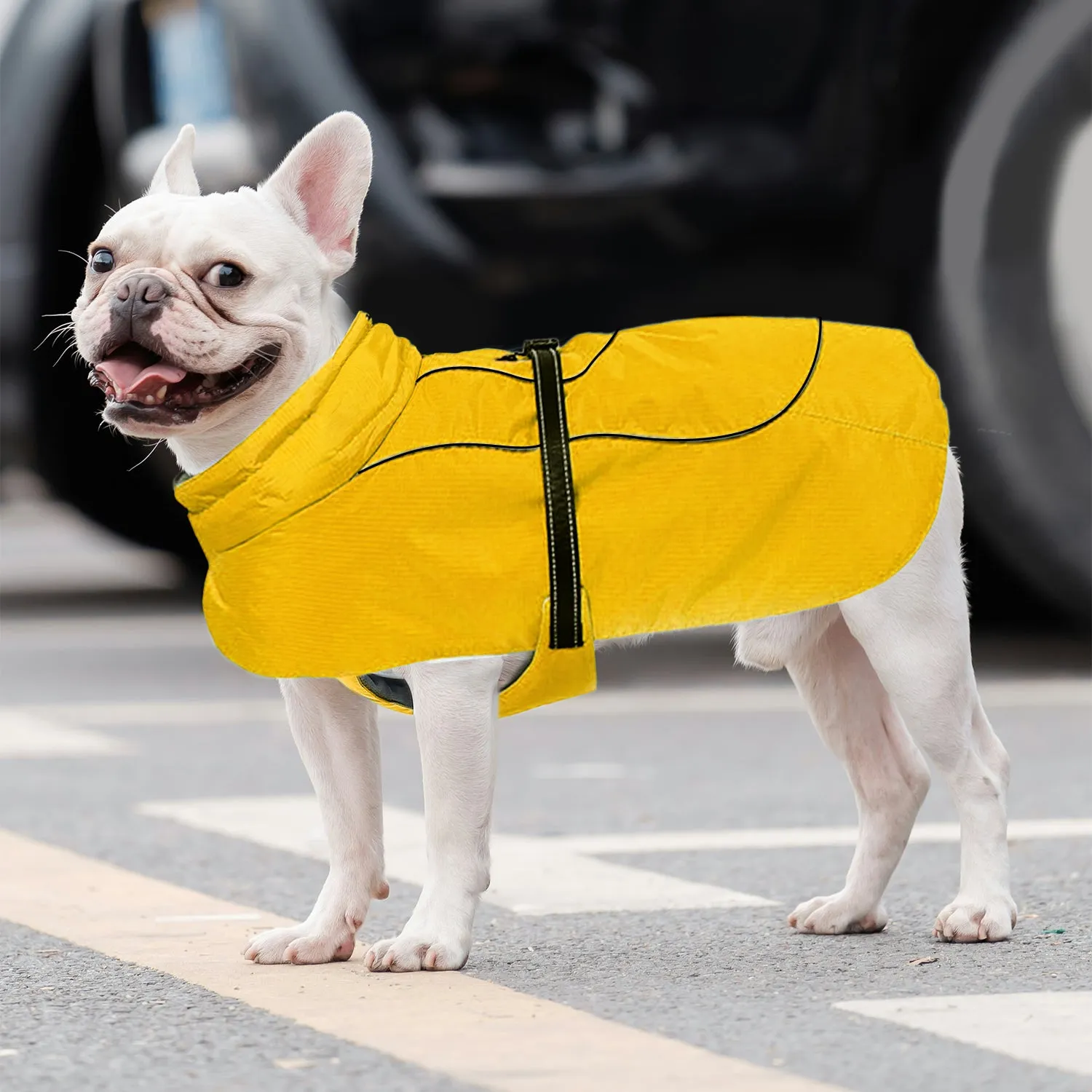 Frenchie Belly-Fitting Cotton Jacket Cozy and Comfortable